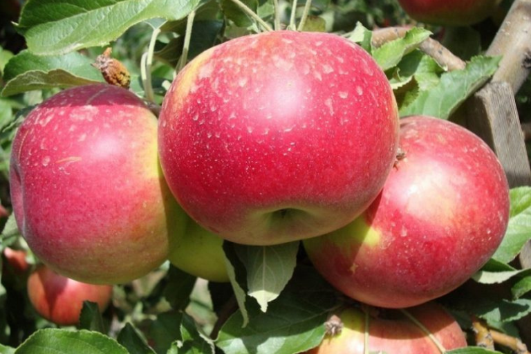 Плодници на ябълка